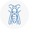 Corsham Wasp Nest Removal